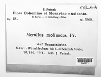 Leucogyrophana mollusca image